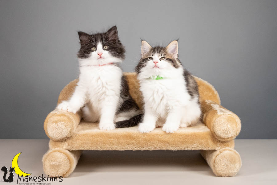 Wurf U (67 Tage alt)