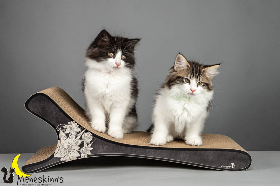 Wurf U (75 Tage alt)