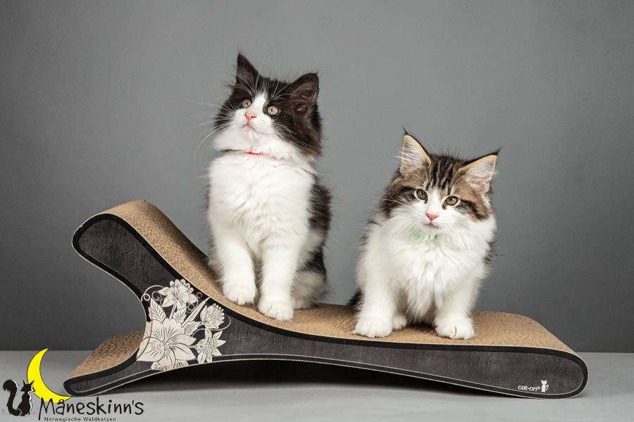 Wurf U (75 Tage alt)