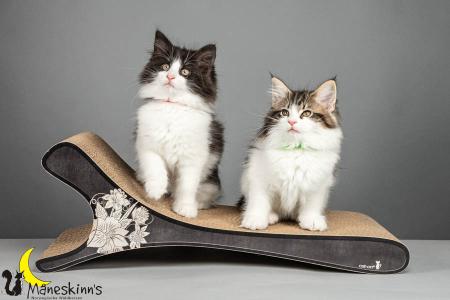 Wurf U (75 Tage alt)