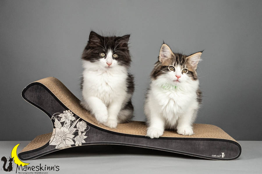 Wurf U (75 Tage alt)