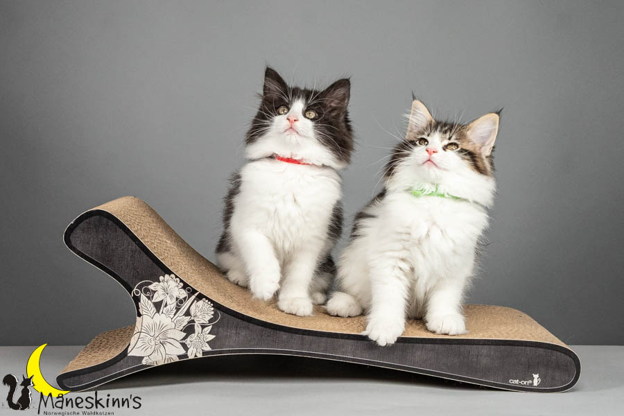 Wurf U (75 Tage alt)