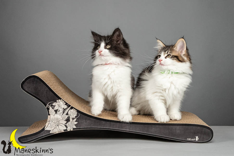 Wurf U (75 Tage alt)