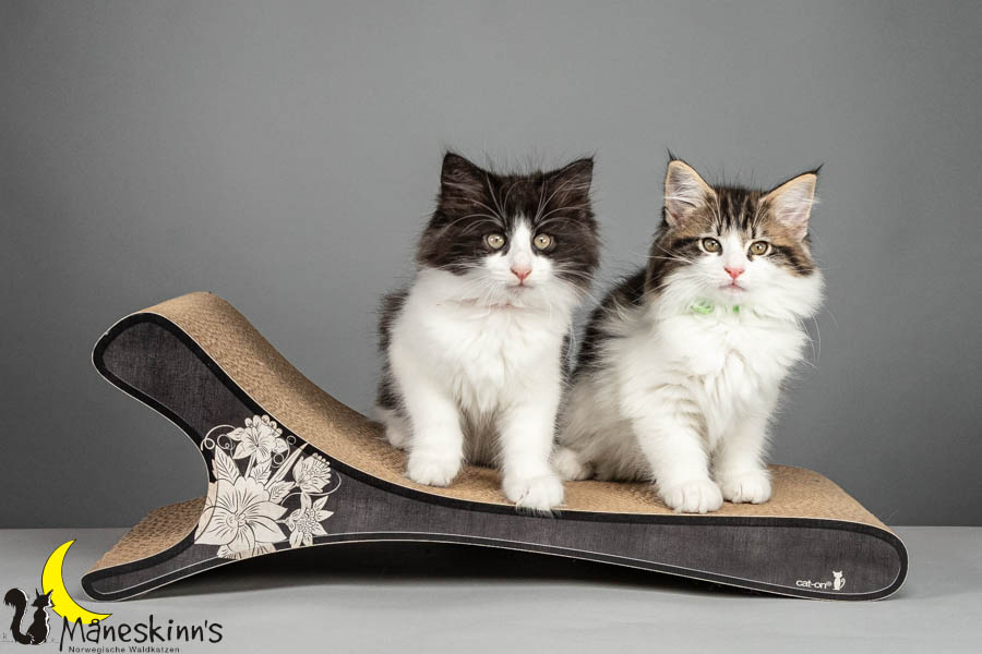 Wurf U (75 Tage alt)