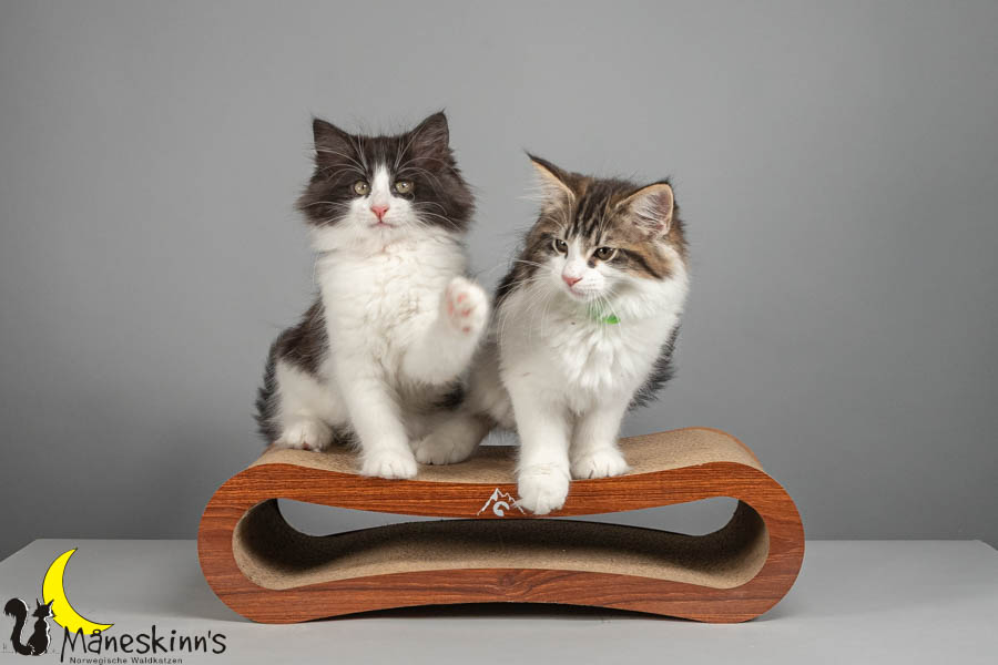 Wurf U (82 Tage alt)