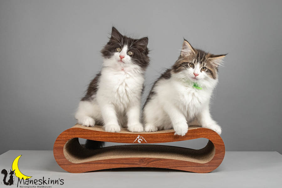 Wurf U (82 Tage alt)