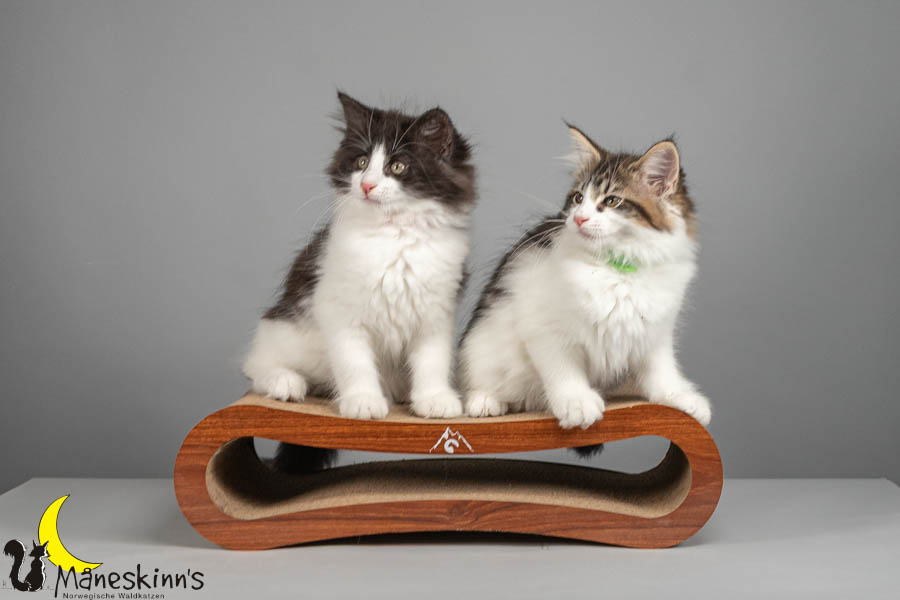 Wurf U (82 Tage alt)