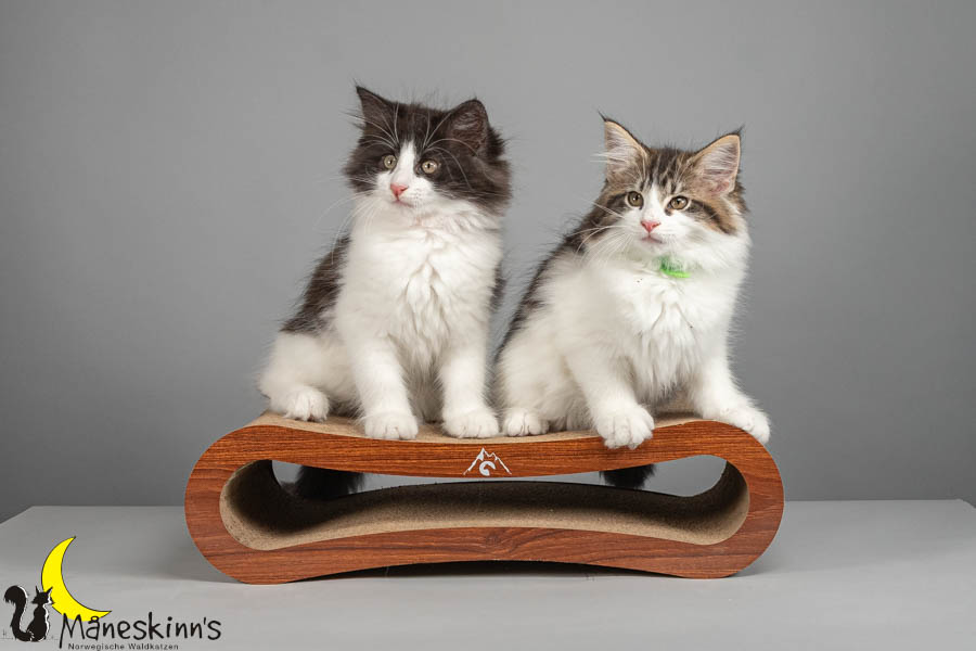 Wurf U (82 Tage alt)