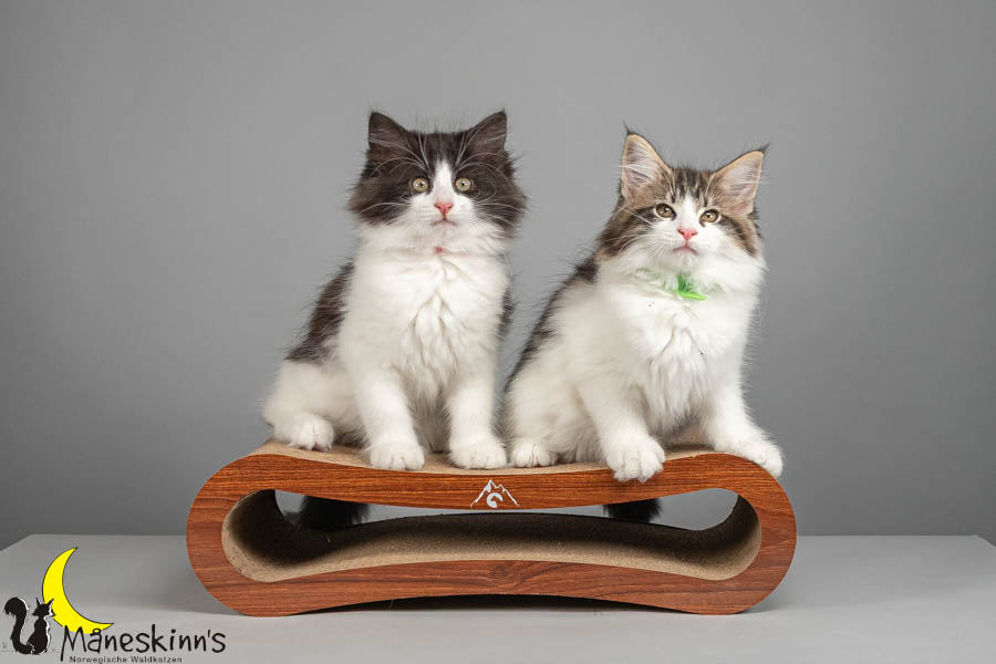 Wurf U (82 Tage alt)