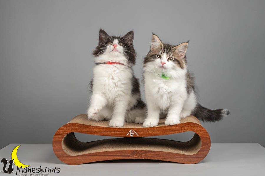 Wurf U (82 Tage alt)