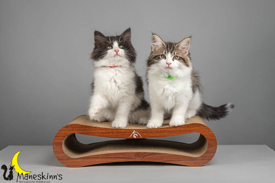 Wurf U (82 Tage alt)