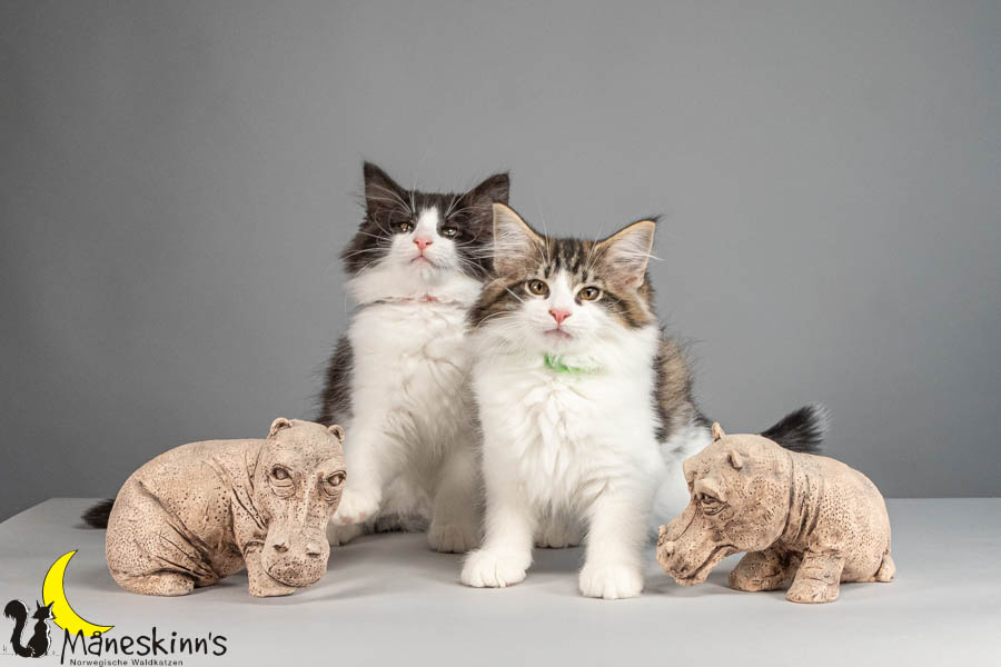 Wurf U (88 Tage alt)