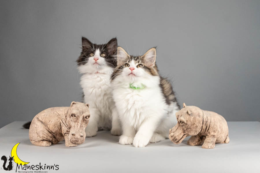 Wurf U (88 Tage alt)