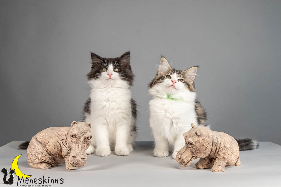 Wurf U (88 Tage alt)