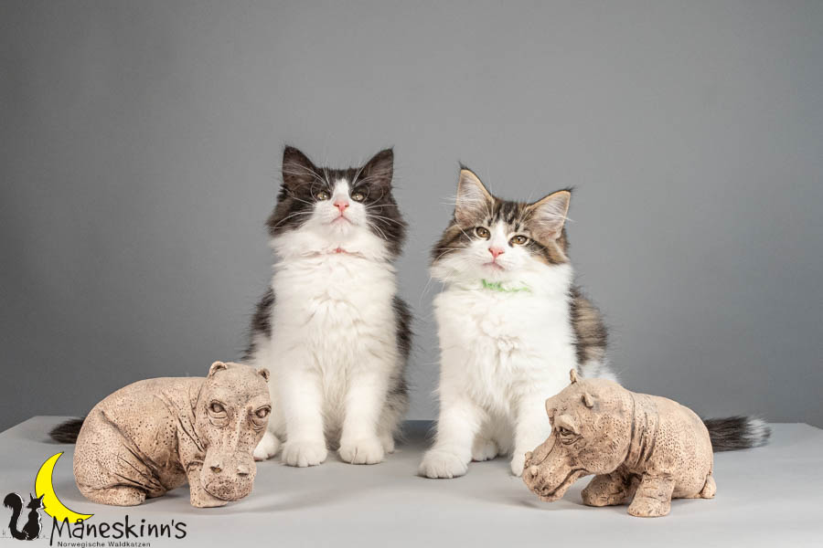 Wurf U (88 Tage alt)