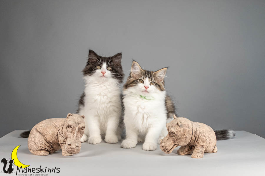 Wurf U (88 Tage alt)