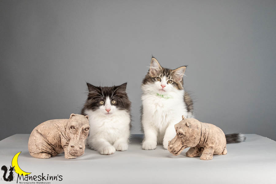 Wurf U (88 Tage alt)