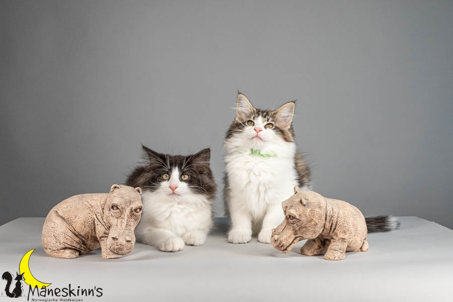 Wurf U (88 Tage alt)