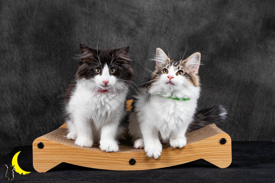 Wurf U (95 Tage alt)