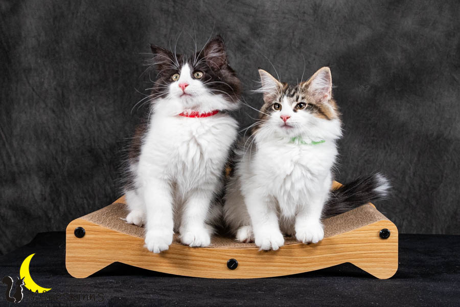 Wurf U (95 Tage alt)