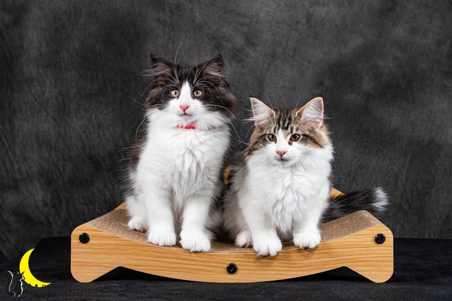 Wurf U (95 Tage alt)