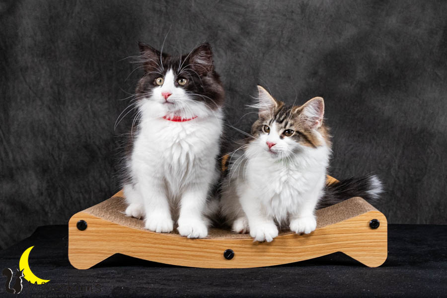 Wurf U (95 Tage alt)