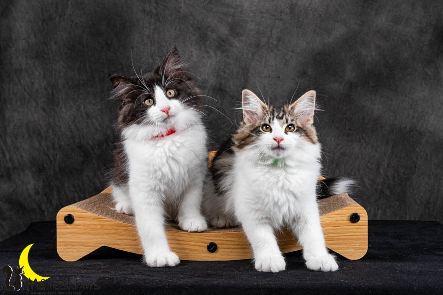 Wurf U (95 Tage alt)