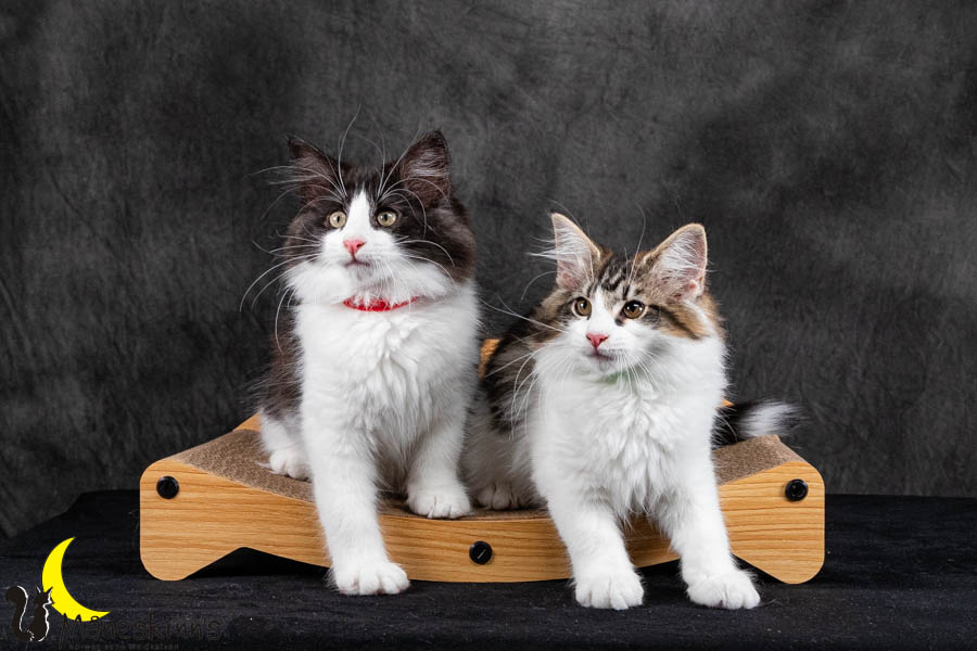 Wurf U (95 Tage alt)