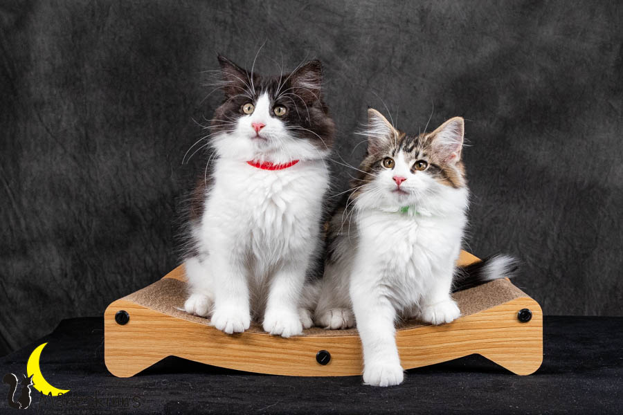 Wurf U (95 Tage alt)