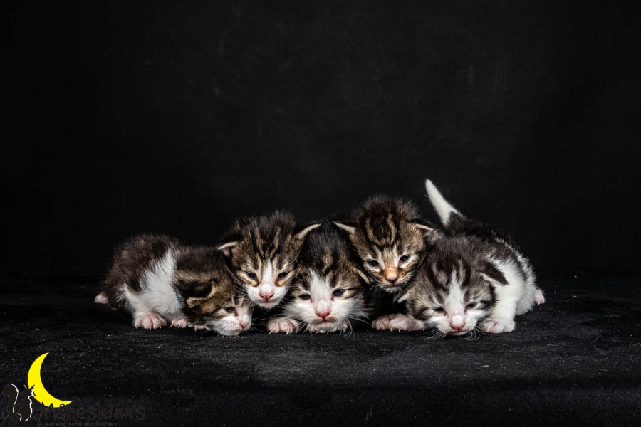 Wurf V (15 Tage alt)