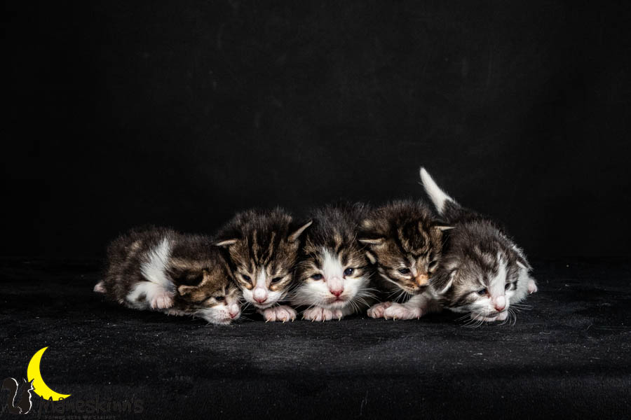 Wurf V (15 Tage alt)