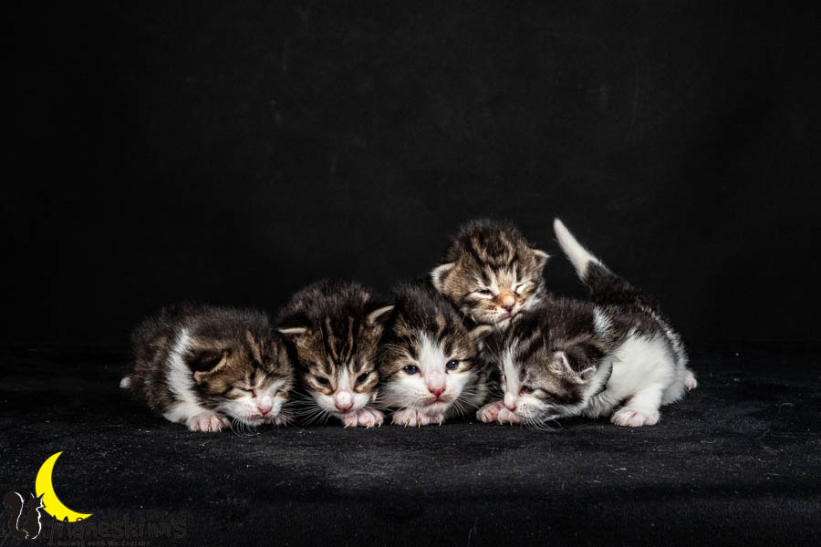 Wurf V (15 Tage alt)