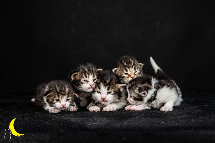 Wurf V (15 Tage alt)