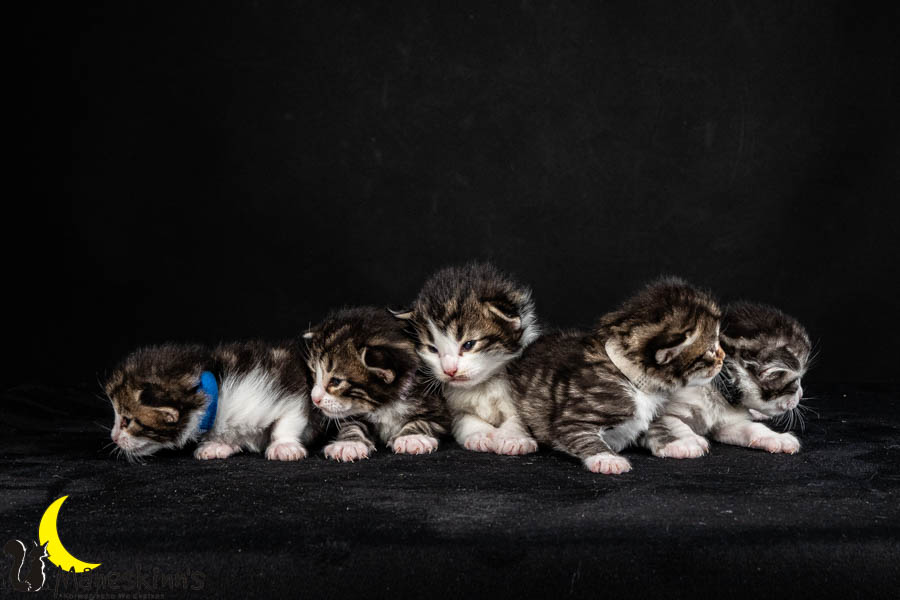 Wurf V (15 Tage alt)