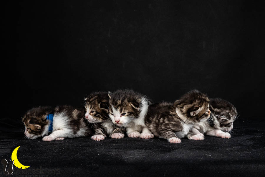 Wurf V (15 Tage alt)