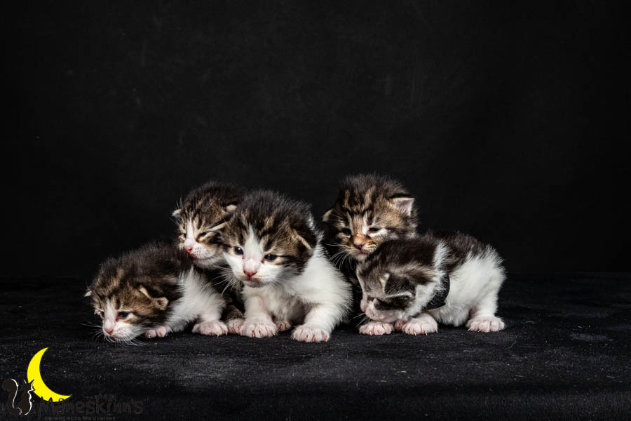 Wurf V (15 Tage alt)