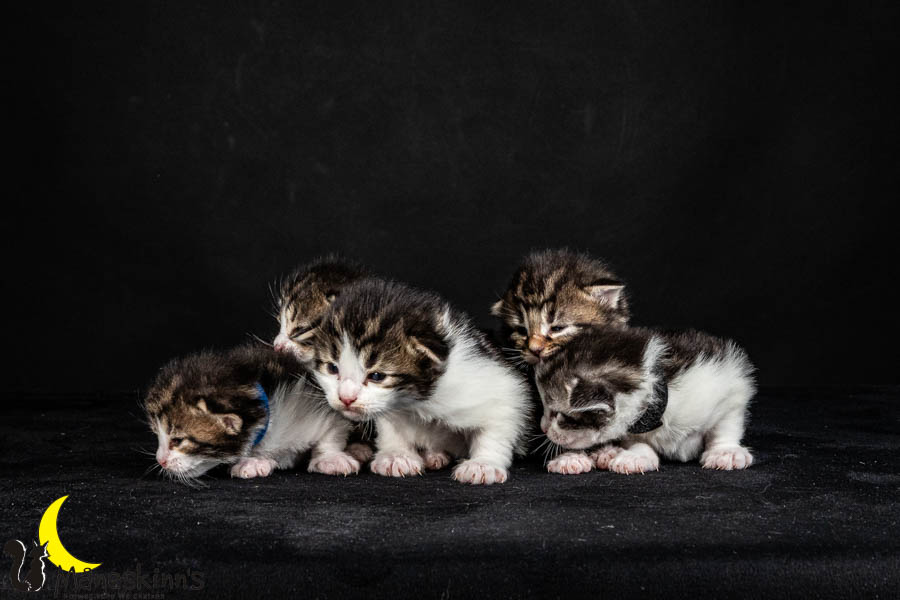 Wurf V (15 Tage alt)