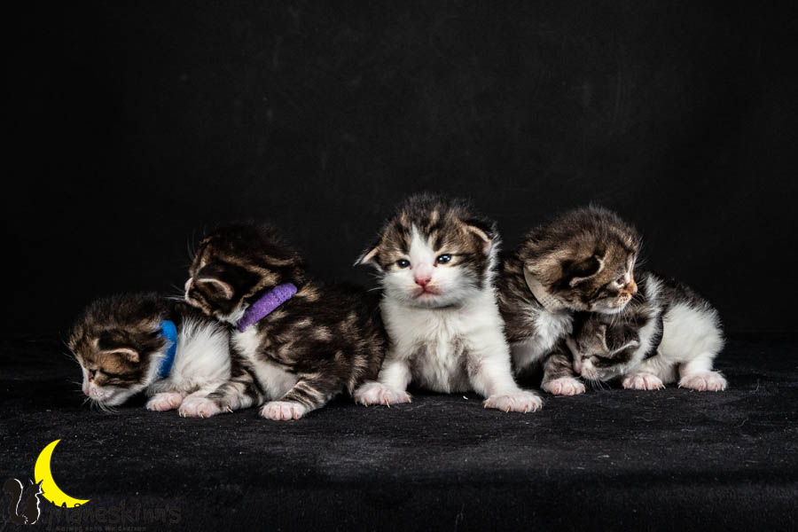 Wurf V (15 Tage alt)