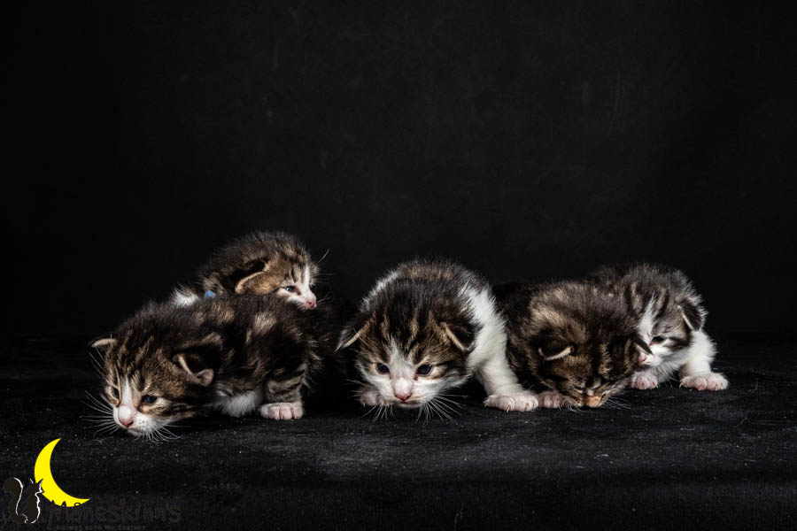 Wurf V (15 Tage alt)