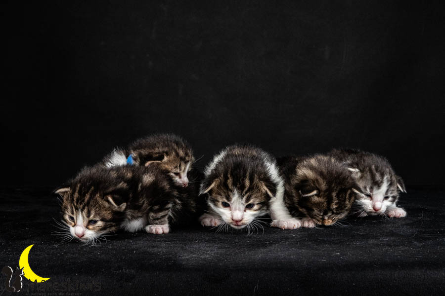 Wurf V (15 Tage alt)