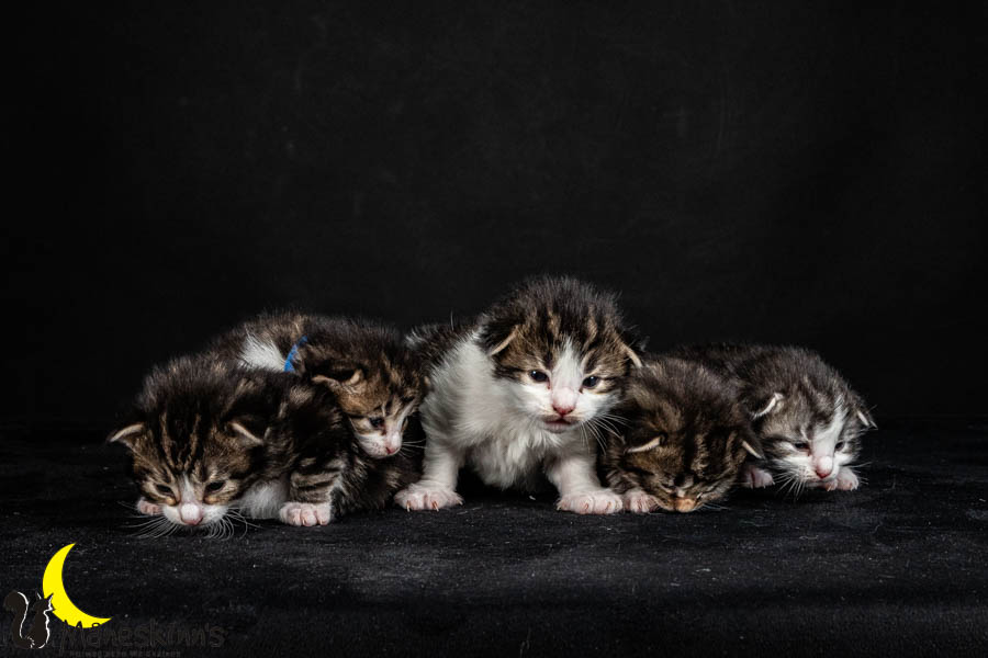 Wurf V (15 Tage alt)