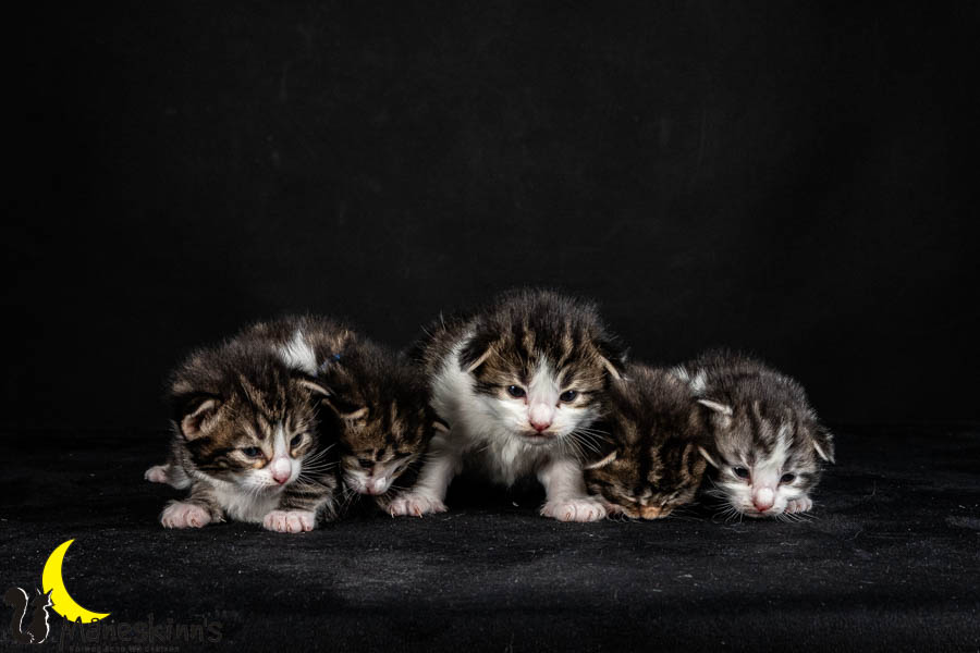 Wurf V (15 Tage alt)