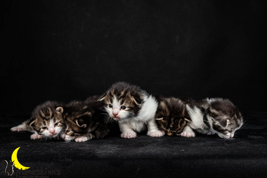 Wurf V (15 Tage alt)