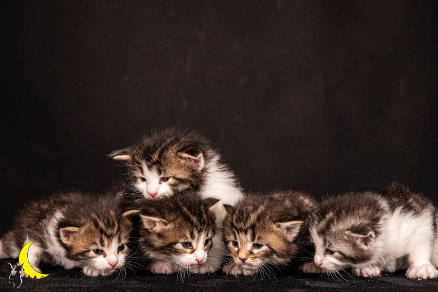 Wurf V (22 Tage alt)