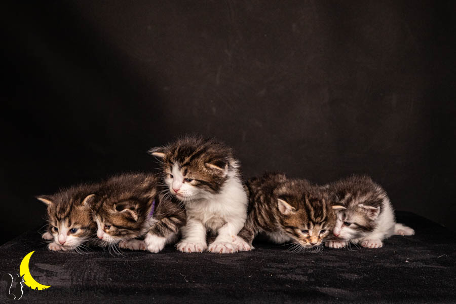 Wurf V (22 Tage alt)