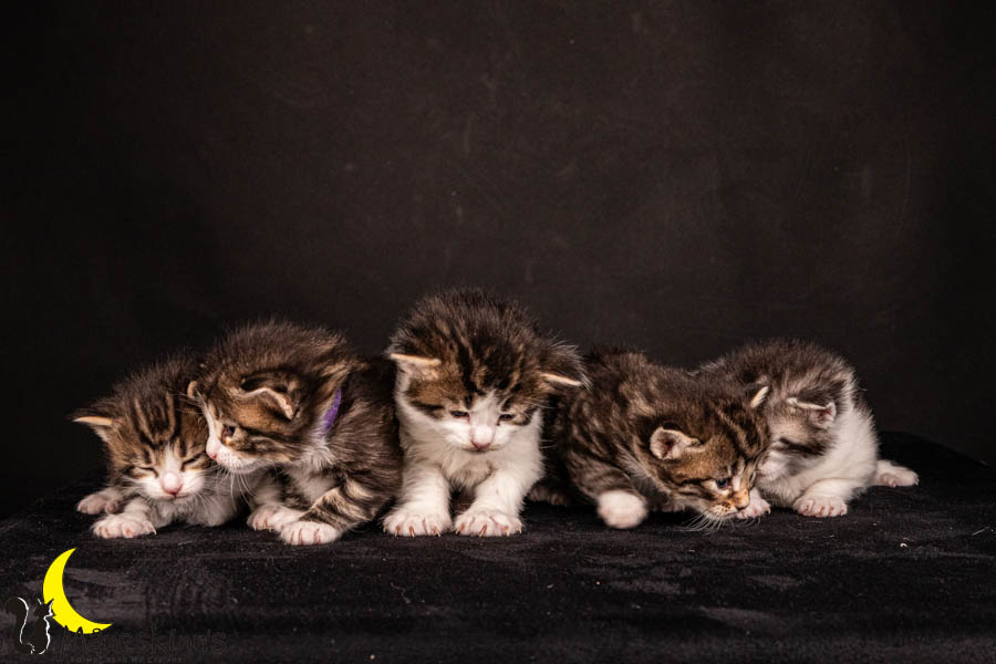 Wurf V (22 Tage alt)