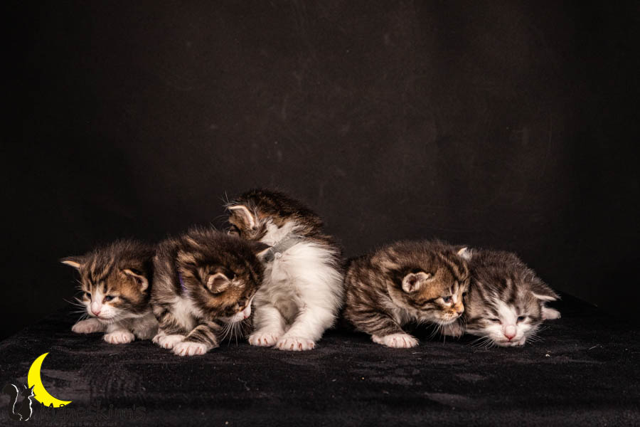 Wurf V (22 Tage alt)