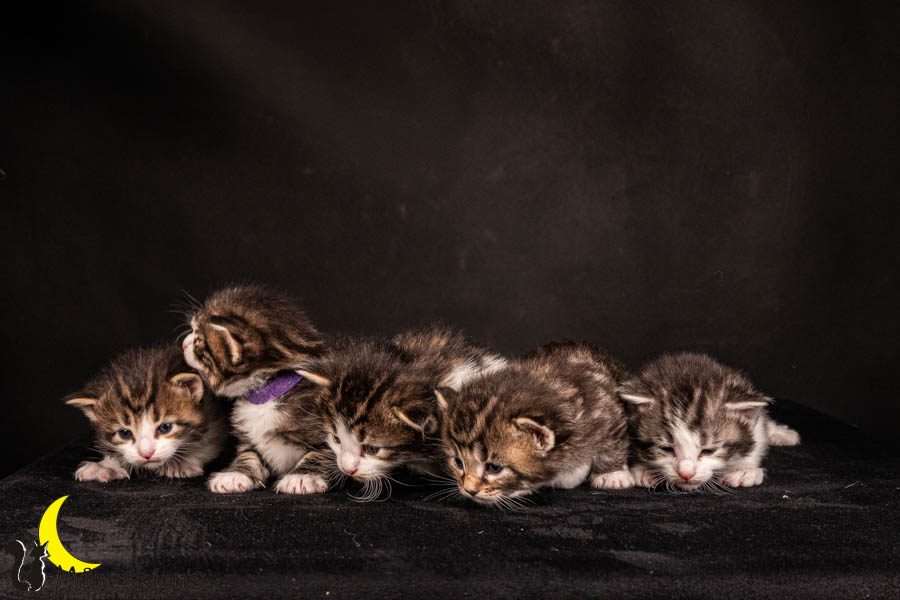 Wurf V (22 Tage alt)