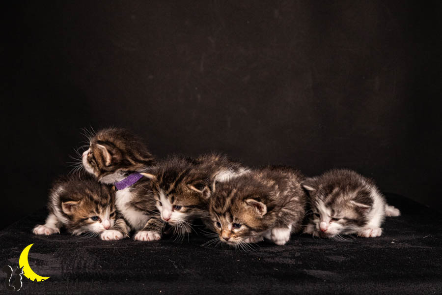 Wurf V (22 Tage alt)