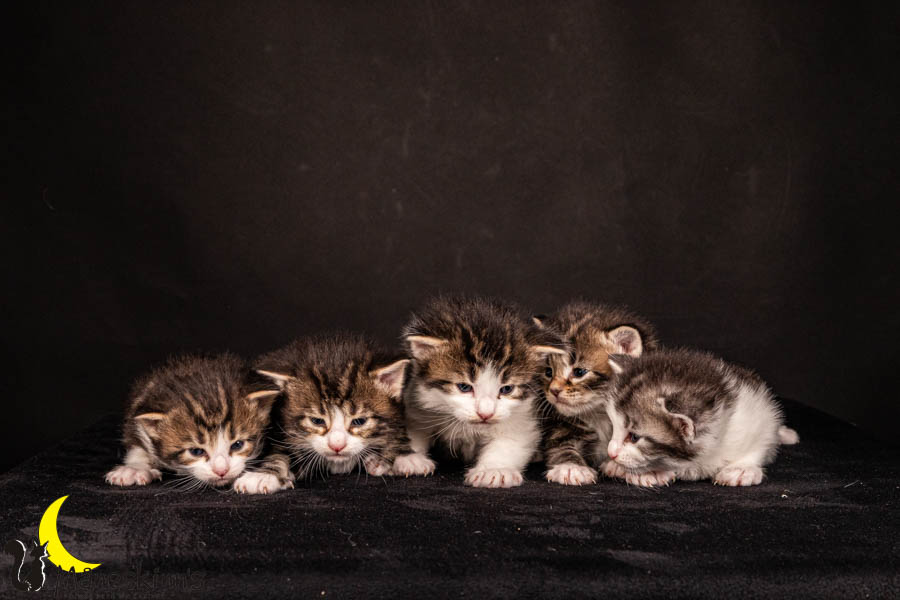 Wurf V (22 Tage alt)